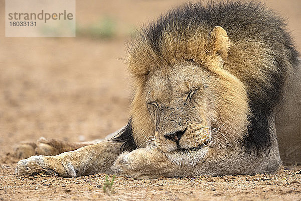Löwe (Panthera leo) schlafend  Kgalagadi Transfrontier Park  Südafrika  Afrika