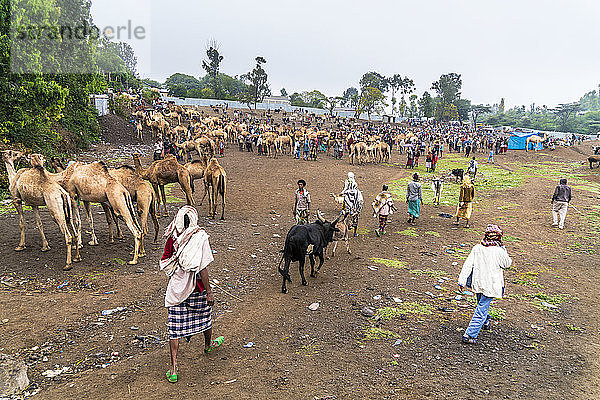 Vieh zum Verkauf auf dem Markt von Bati  Region Amhara  Oromia  Äthiopien  Afrika