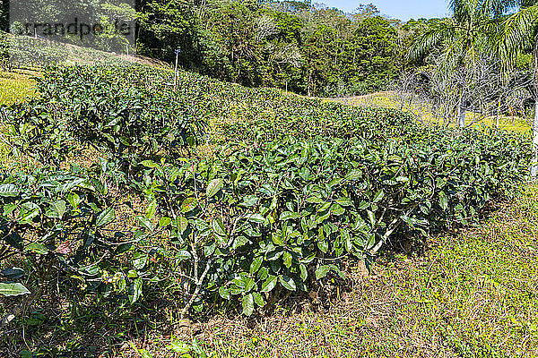 Teepflanzen  antike Assam-Tee-Farm  Sun Moon Lake National Scenic Area  Bezirk Nantou  Taiwan  Asien