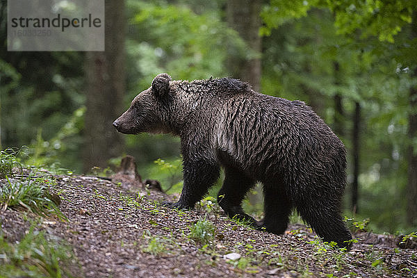 Europäischer Braunbär (Ursus arctos)  Wald von Notranjska  Slowenien  Europa