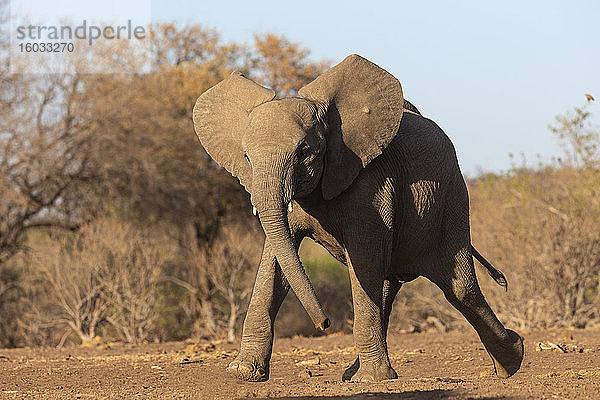 Elefant (Loxodonta africana)  der zum Wasser läuft  Mashatu-Wildreservat  Botswana  Afrika