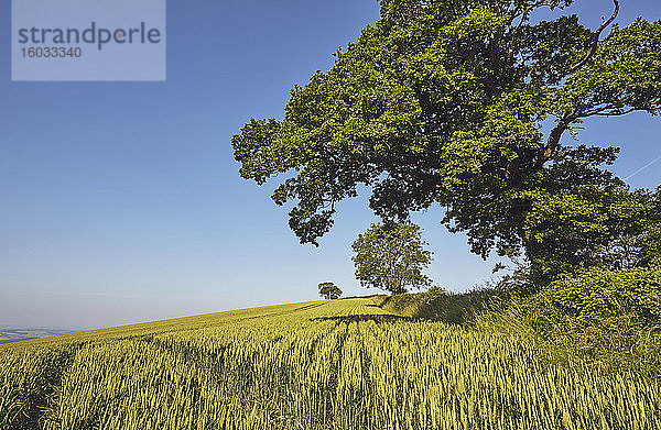 Englisches Ackerland  ein Weizenfeld mit einer alten Eiche in der Nähe  in der Nähe von Crediton  in Devon  England  Grossbritannien  Europa