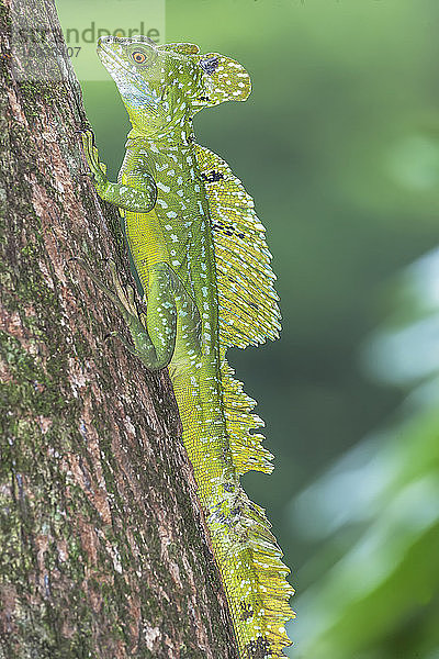 Gefiederter Basilisk (Basiliscus plumifrons) aufsteigend  Costa Rica  Mittelamerika