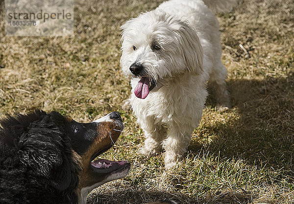Berner Sennenhundwelpe und Malteser Pudel spielen zusammen in einem Park.