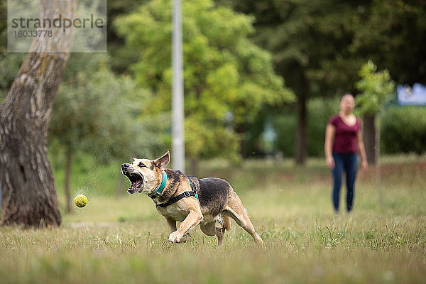 Hund rennt in einem Park hinter einem Tennisball her  im Hintergrund die Frau.