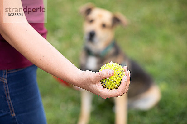 Nahaufnahme einer Frau  die einen Tennisball in der Hand hält  und eines aufmerksamen Hundes  der auf dem Rasen sitzt und darauf wartet  dass sie ihn wirft.