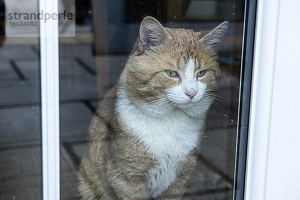 Ingwer gestromte Katze  die an einer Glastür sitzt und nach draußen schaut.