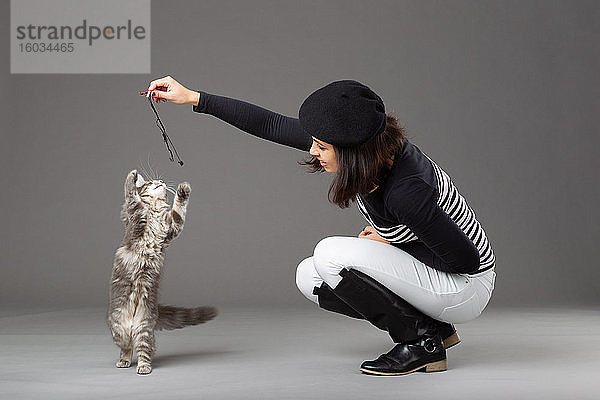 Studioaufnahme einer Frau  die mit einer grauen Katze spielt  auf grauem Hintergrund.