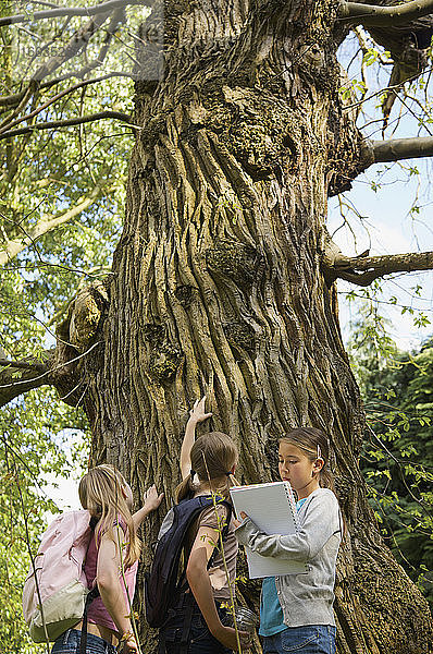 Neugierige Mädchen schauen auf einen Baum im Wald auf Exkursion