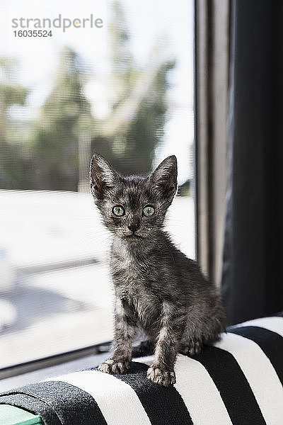 Porträt süßes  graues Kätzchen mit großen Augen im Fenster