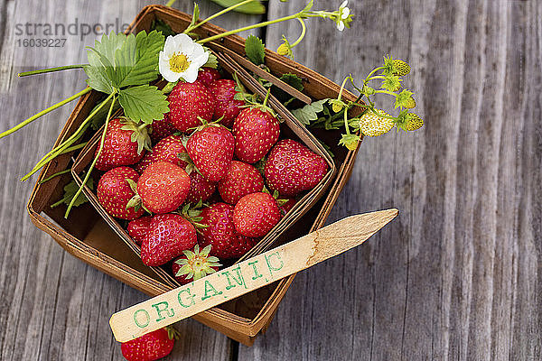 Frische Bio-Erdbeeren im Spankörbchen