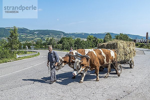 Bauer mit Ochsenkarren mit Heu  Bosnien-Herzegowina