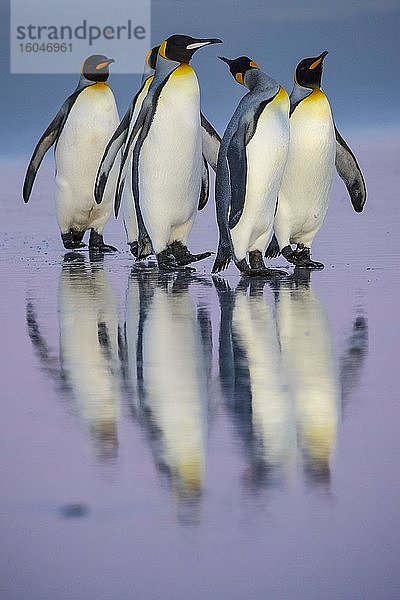 Königspinguine (Aptenodytes patagonicus)  Gruppe am Strand  Volunteer Point  Falkland Inseln  Grossbritannien