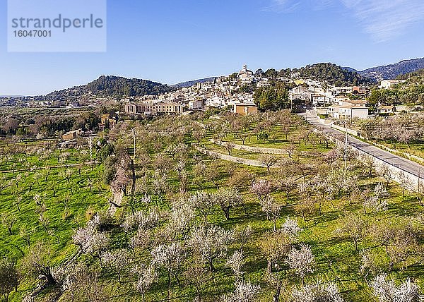 Mandelblüte  Plantage mit blühenden Mandelbäumen  Ortschaft Selva  Region Raiguer  Luftbild  Mallorca  Balearen  Spanien  Europa