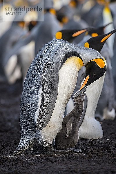 Königspinguin (Aptenodytes patagonicus) mit Küken  Brutkolonie  Volunteer Point  Falkland Inseln