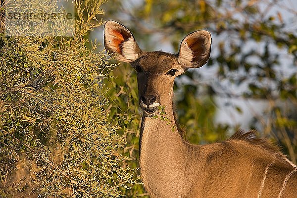 Großer Kudu (Tragelaphus strepsiceros)  Weibchen friss an Strauch  Botswana  Afrika