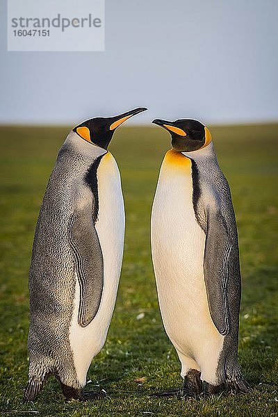 Königspinguine (Aptenodytes patagonicus) stehen auf Wiese  Volunteer Point  Falkland Inseln