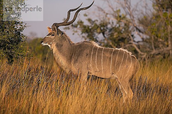 Großer Kudu (Tragelaphus strepsiceros) Weibchen  Botswana  Little Kwara  Afrika