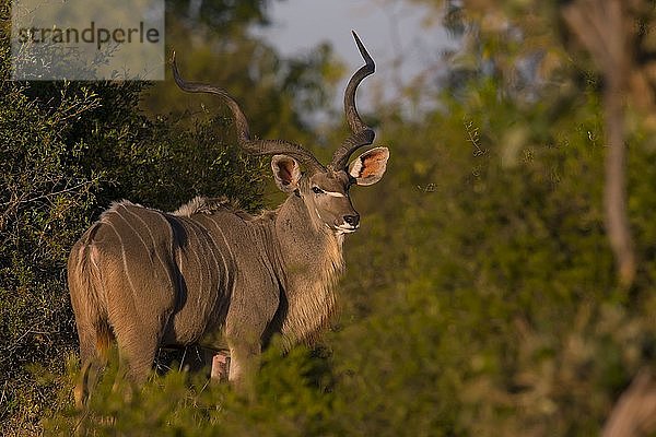 Großer Kudu (Tragelaphus strepsiceros) Weibchen  Botswana  Little Kwara  Afrika
