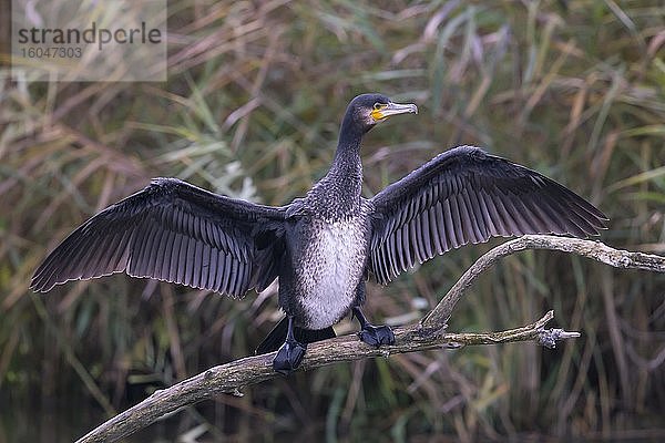 Kormoran (Phalacrocorax carbo) trocknet Gefieder auf Ast  Bayern  Deutschland  Europa