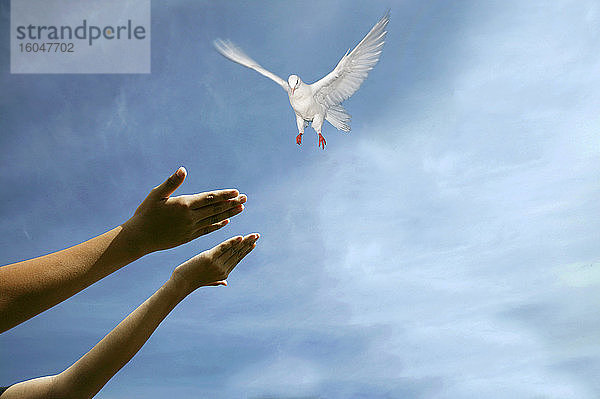 Hände der Frau lassen Taube am Himmel frei
