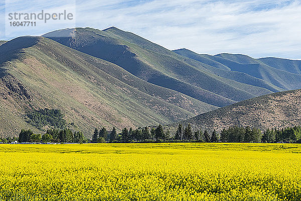 USA  Feld von Senf und Hügeln