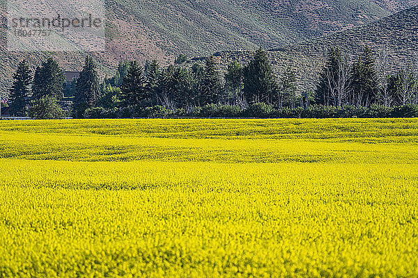 USA  Idaho  Sun Valley  Senffeld