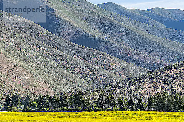 USA  Idaho  Sun Valley  Senffeld und Hügel