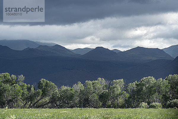 USA  Idaho  Sun Valley  Baumreihe mit Bergen im Hintergrund