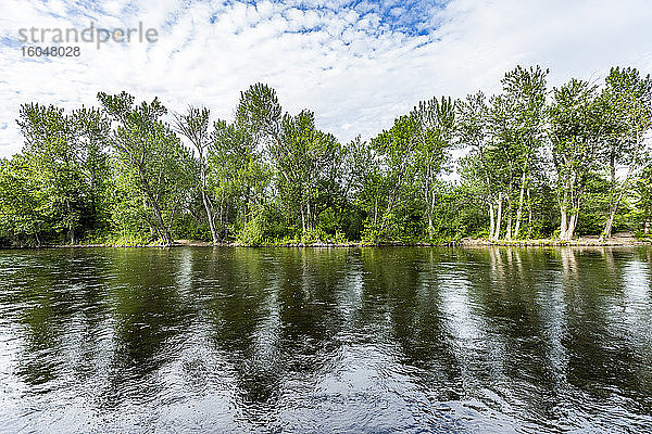 USA  Idaho  Boise  Bäume am Ufer des Flusses Boise