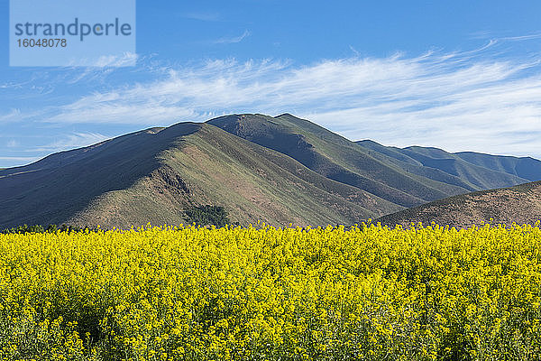 USA  Idaho  Sun Valley  Senffeld und Hügel