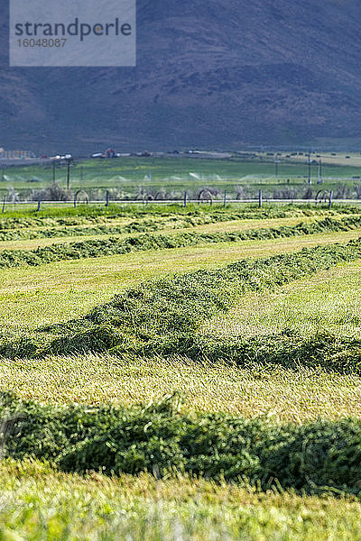 USA  Idaho  Sun Valley  Frisch geschnittenes Gras auf dem Feld