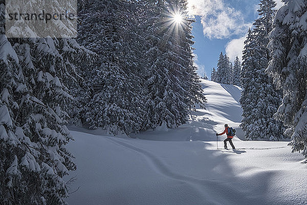 Mann bei Skitour  Inzell  Kienberg  Deutschland