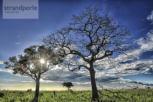 Demokratische Republik Kongo  Silhouetten von Savannenbäumen gegen die über dem Garamba-Nationalpark untergehende Sonne