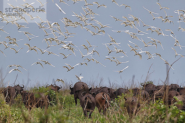 Demokratische Republik Kongo  Schwarm Kuhreiher (Bubulcus ibis) fliegt über eine Herde afrikanischer Büffel (Syncerus caffer)