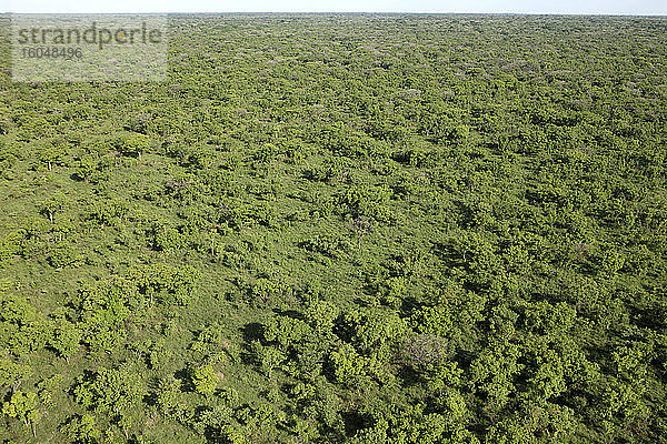Demokratische Republik Kongo  Luftaufnahme der grünen Landschaft des Garamba-Nationalparks