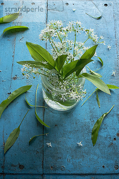 Frischer Bärlauch (Allium ursinum) mit Blättern und Blüten im Glas