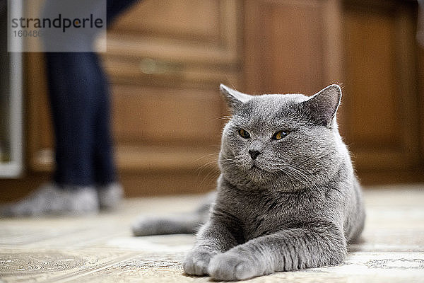 Britisch-Kurzhaar-Katze  die zu Hause auf dem Boden liegt  mit einer Frau im Hintergrund