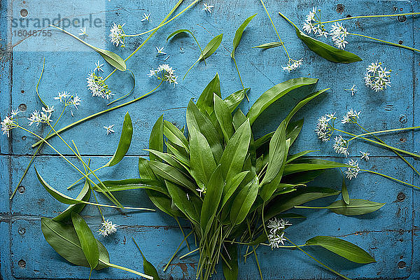 Frische Bärlauchblätter und -blüten (Allium ursinum)