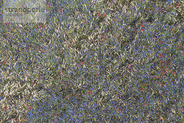 Drohnenansicht von blühenden Mohn- und Kornblumen auf einer Sommerwiese