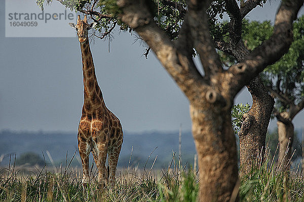Demokratische Republik Kongo  Porträt einer stehenden Giraffe im Garamba-Nationalpark