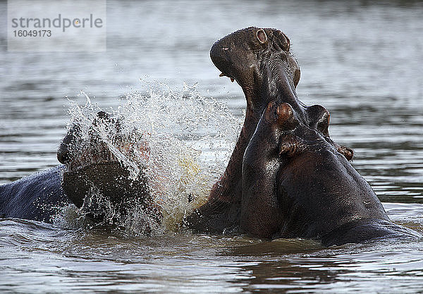 Nilpferd (Hippopotamus amphibius) beim Baden im Garamba-Fluss