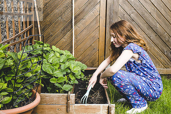 Mädchen pflanzt Basilikum im Hochbeet im Garten