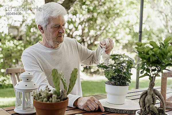 Älterer Mann sprüht Zimmerpflanzen