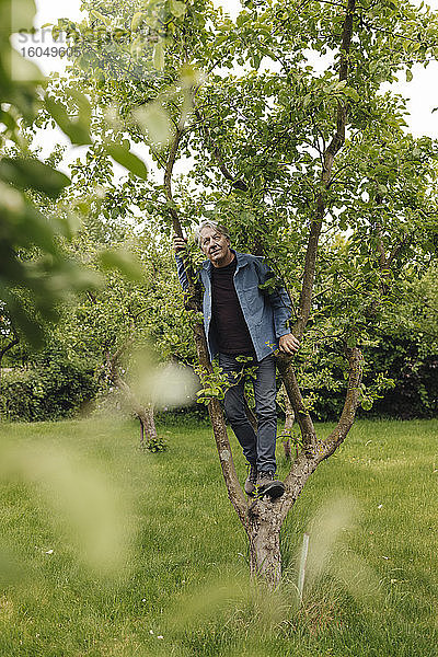 Älterer Mann klettert auf einen Baum in einem ländlichen Garten