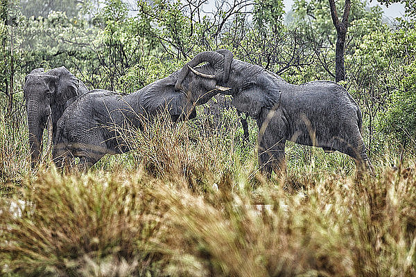 Demokratische Republik Kongo  Zwei Elefanten umarmen sich mit ihren Rüsseln im Garamba-Nationalpark