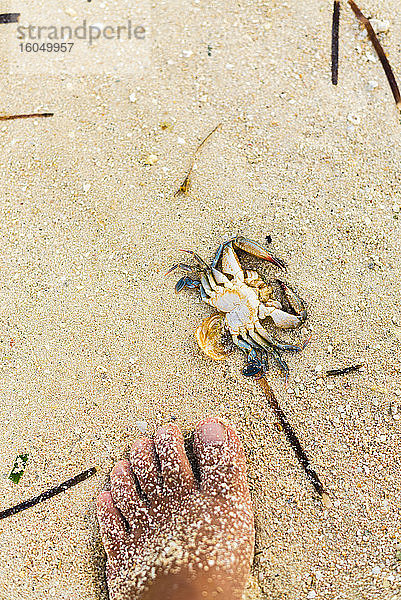 Philippinen  Siargao  General Luna  Fuß auf Sand und tote Krabbe