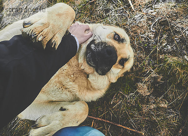 Mastiff-Hund wird von Frau auf einem Feld gestreichelt