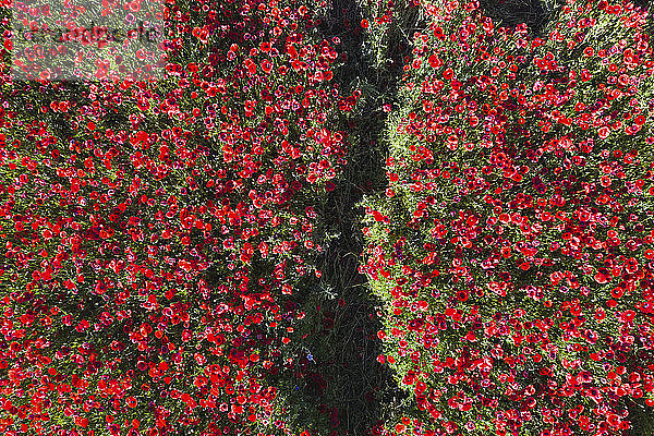Drohnenansicht eines roten Mohnfeldes im Frühling