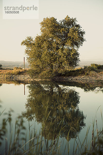 Baum spiegelt sich in ruhigem Sumpf vor klarem Himmel bei Sonnenuntergang